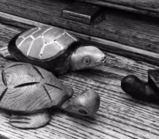 TurtleConference
